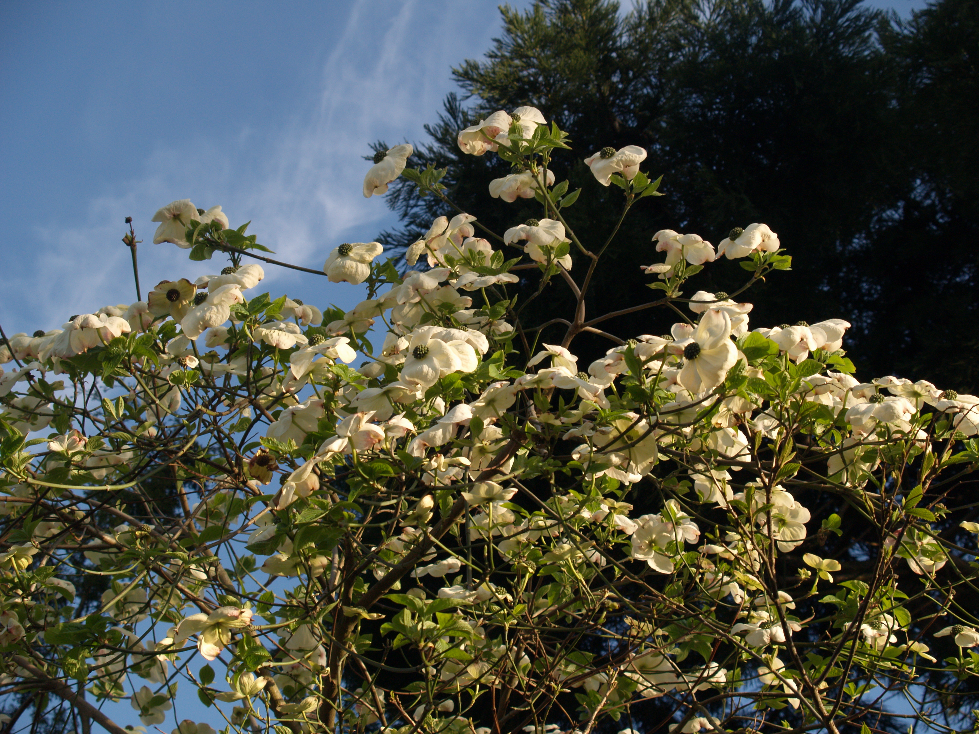 Cornus nutallii